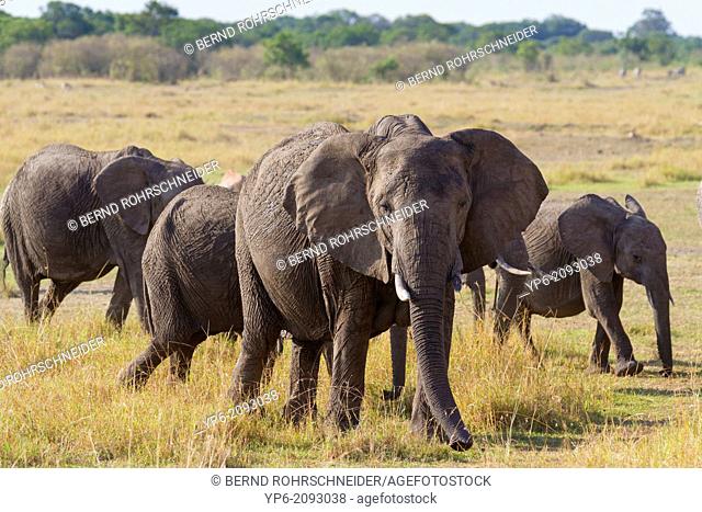 African Elephants (Loxodonta africana) in savannah, Masai Mara, Kenya