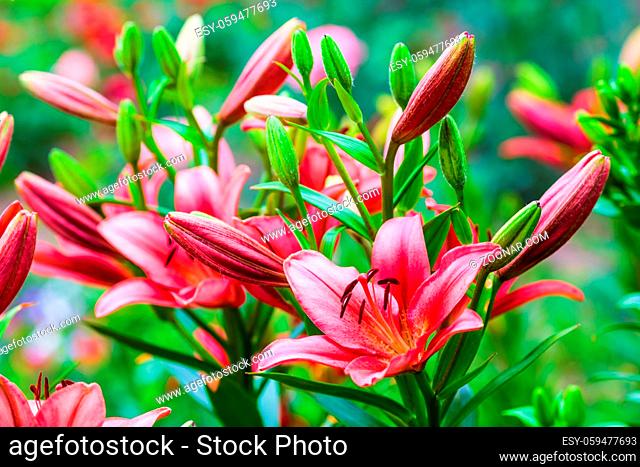 Red lily flowers and green leaves. Shallow depth of field. Selective focus