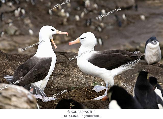 Black-browed Albatrosses, pair in rockhopper penguin-rookery, Diomedea melanophris, New Island, Falkland Islands, Falkland Islands, Subantarctic