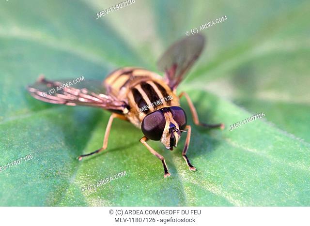 Hoverfly resting on leaf, Norfolk UK