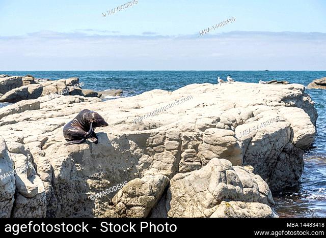 Sea lions laying lazy around at the rocky coast of Kaikoura, South Island of New Zealand