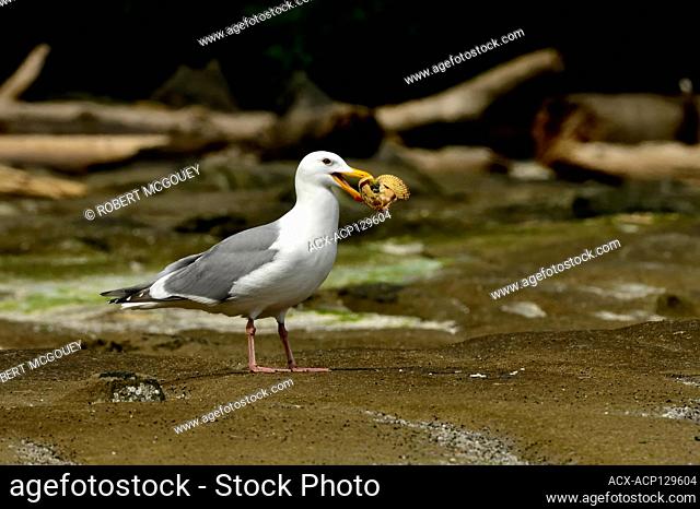 A Glaucous winged gull ' Larus glaucescens'; holds a clam in his beak after breaking the clam shell on the rocky shore on Vancouver Island, British Columbia