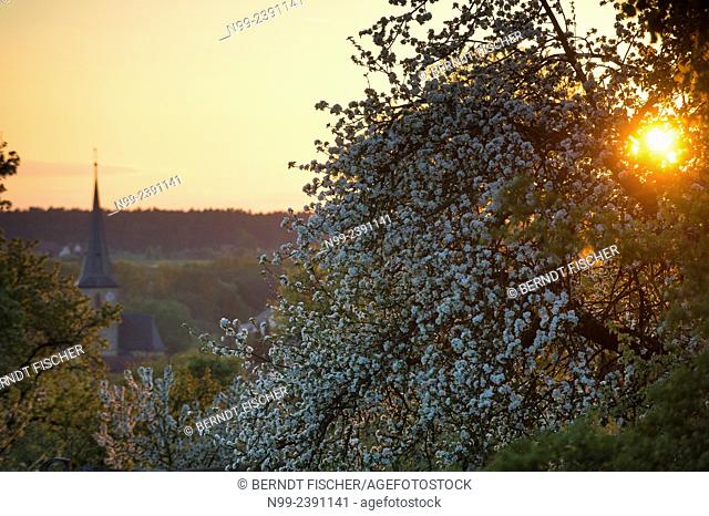 Franconian village Hetzles, surrounded by orchards, spring, sunset, Franconia, Bavaria, Germany