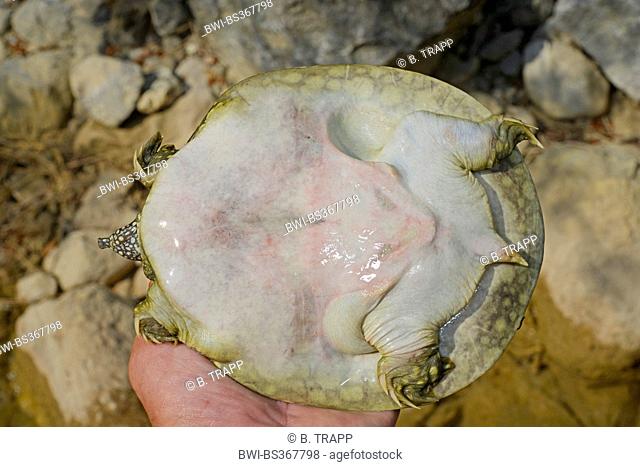 African softshell turtle, Nile softshell turtle (Trionyx triunguis), underside of a young African softshell turtle , Turkey, Lycia, Dalyan, Mugla