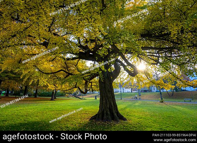 03 November 2021, Mecklenburg-Western Pomerania, Stralsund: An autumn-coloured ginkgo tree stands in the Brunnenaue park in Stralsund