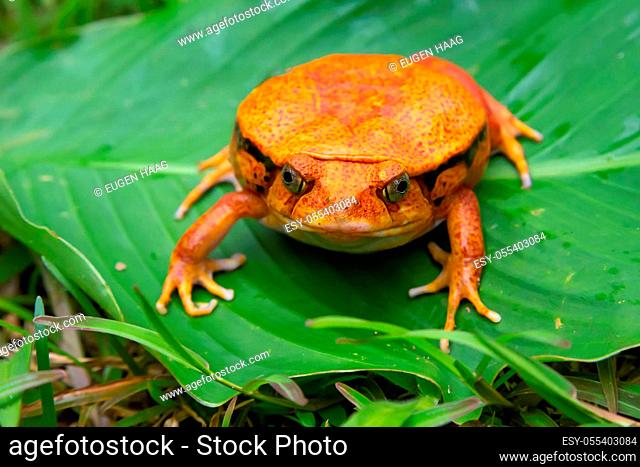 One large orange frog is sitting on a green leaf