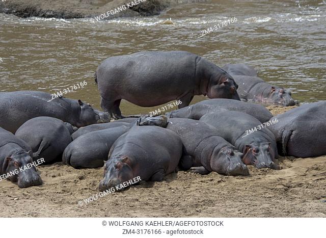 A pool or herd of hippos (Hippopotamus amphibious) on the river bank of the Mara River in the Masai Mara National Reserve in Kenya