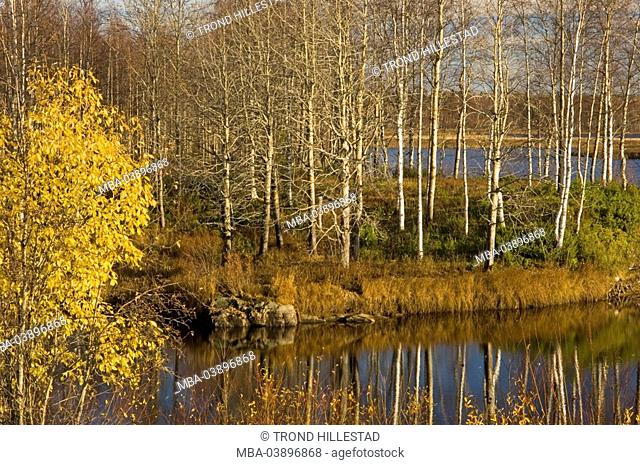 Finland, Oulanka-Nationalpark, river, shore, trees, autumn