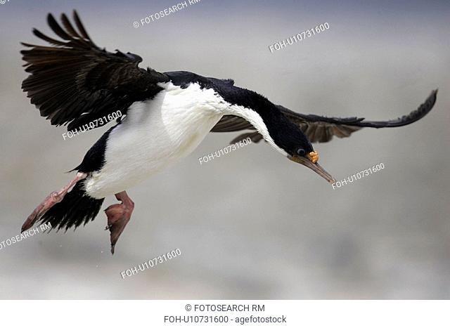 cormorant, birds, islands, falkland, king