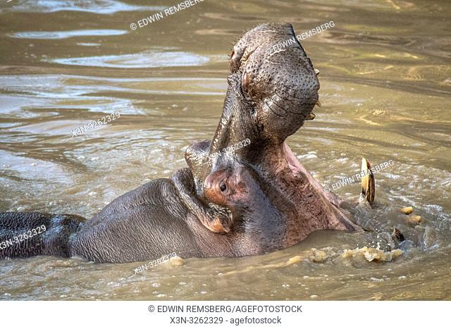 A Common hippopotamus (Hippopotamus amphibius) bathes in the muddy water with its mouth open at Maasai Mara National Park, Kenya