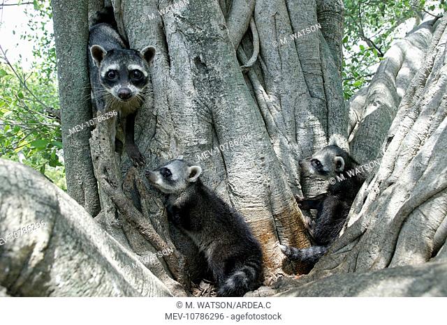 Crab-eating RACCOONS / mapache / osito lavador - adult and young in tree (Procyon cancrivorus)
