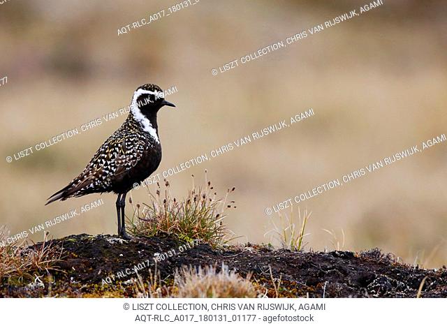 American Golden Plover at the tundra, American Golden Plover, Pluvialis dominica