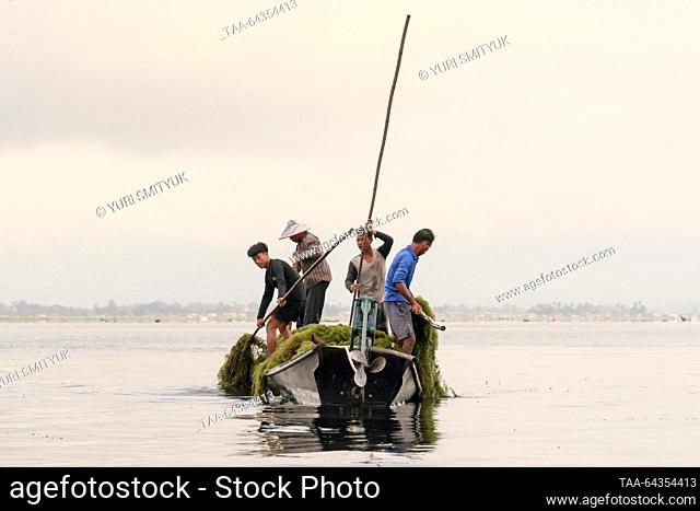 MYANMAR - OCTOBER 27, 2023: Fishermen collect lake algae to create floating vegetable gardens on Lake Inle; there are 17 Intha villages along the lake's shores