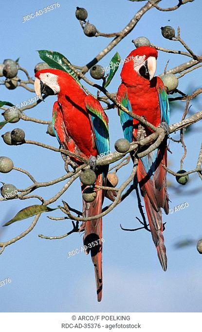 Green-winged Macaws pair Ara chloroptera