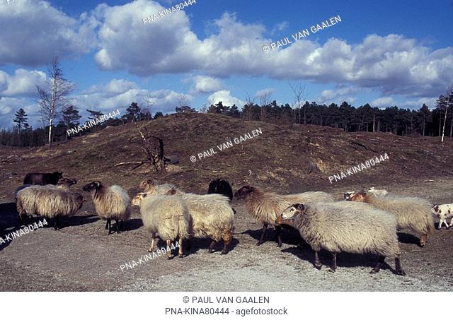 sheep Ovis domesticus - National Park Drents-Friese Wold, Aekingerzand, Appelscha, Appelskea, Frisian Forrests, Frisia, The Netherlands, Holland, Europe