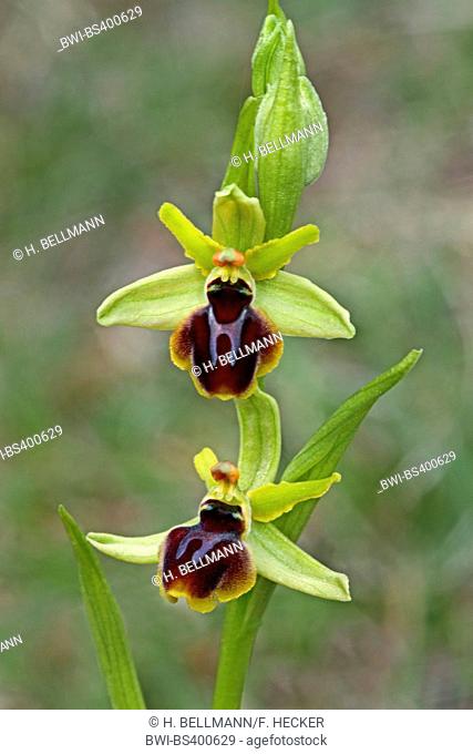small spider ophrys (Ophrys araneola), flowers
