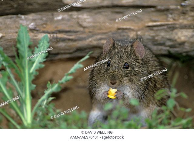 Hispid Cotton Rat (Sigmodon hispidus), eating Corn, Rio Grande Valley, TX
