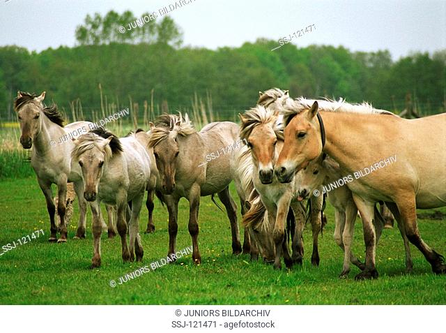horses - herd standing on meadow