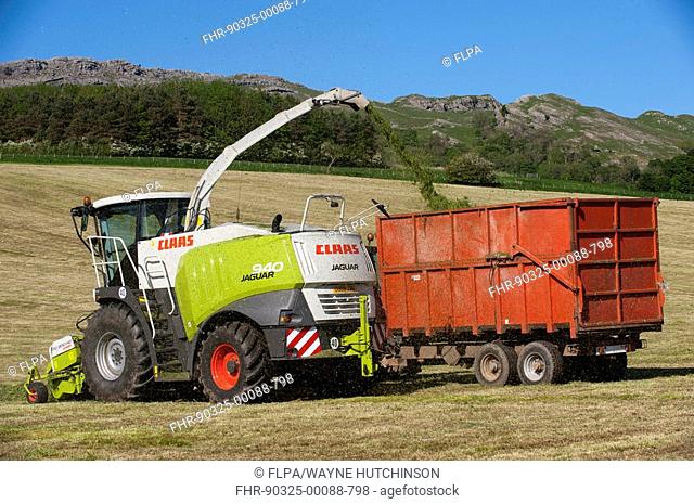 Claas 940 self-propelled forage harvester, working in field filling tractor trailer with chopped grass, Cumbria, England