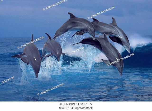 jumping bottlenosed dolphins / tursiops truncatus