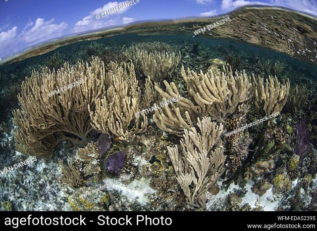 Caribbean Coral Reef with Sea Rod, Pseudoplexaura porosa, Turneffe Atoll, Caribbean, Belize