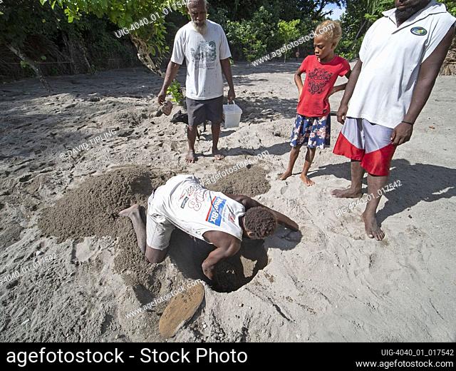 Savo Islander digging out nest chamber of Melanesian Megapode Megapodius eremita at nesting ground to harvest the egg, Savo Island, Solomon Islands