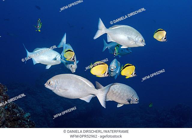 Blue-bronze Sea Chub and Barberfish, Kyphosus analogus, Johnrandallia nigrirostris, Socorro, Revillagigedo Islands, Mexico