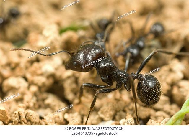 Warriors of Messor barbarus in patrolling, recognization and supervision displays in the vicinity of the anthill