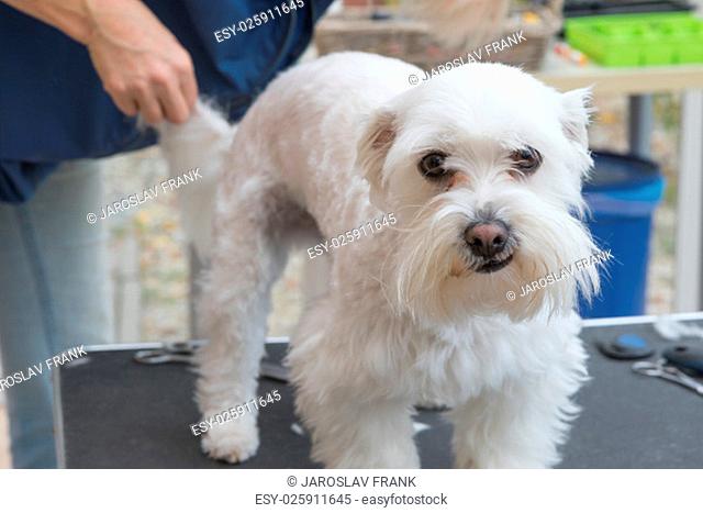 Grooming the background of the white Maltese dog. The dog is looking at the camera