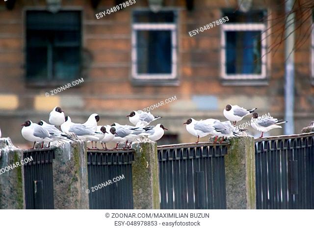 Birds in city have dual meaning. On one hand is aesthetic object, on other they scream and shit (harmful animals). Black-headed gulls on background of houses...