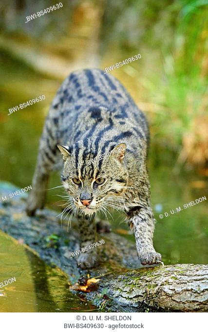 Fishing cat, Yu mao (Prionailurus viverrinus, Felis viverrinus), walking on a tree trunk