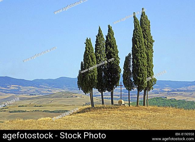 Cypress (Cupressus) group in harvested grain field, San Quirico dOrcia, Val dOrcia, Province of Siena, Tuscany, Italy, Europe