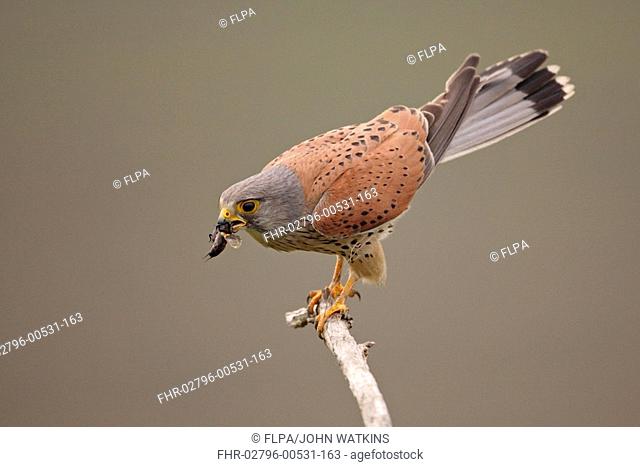 Common Kestrel Falco tinnunculus adult male, feeding on insect, in farmland, Hungary, early summer