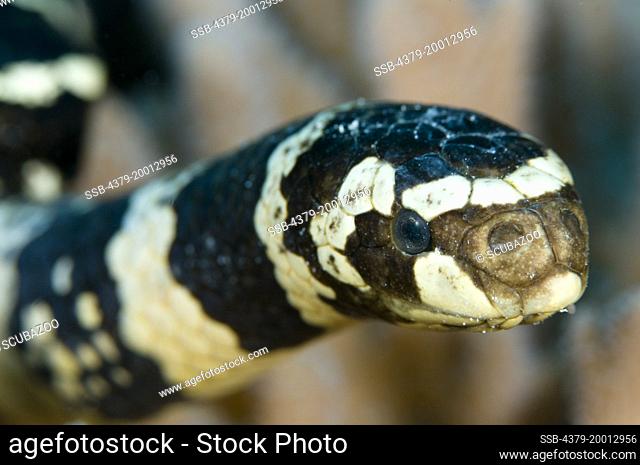 Black headed sea snake, Hydrophis melanocephalus, Close up on face, Kapalai, Sabah, Borneo, Malaysia
