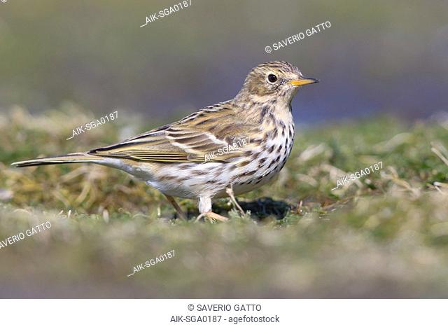 Meadow Pipit, Campania, Italy (Anthus prantensis)