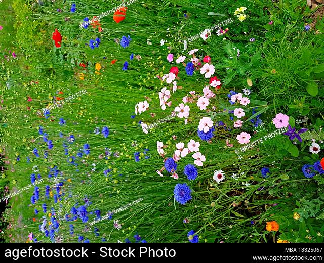 Colorful flower meadow