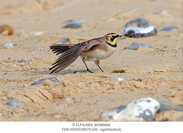Shore Lark Eremophila alpestris adult, standing on beach, wing and tail stretching, Norfolk, England, march