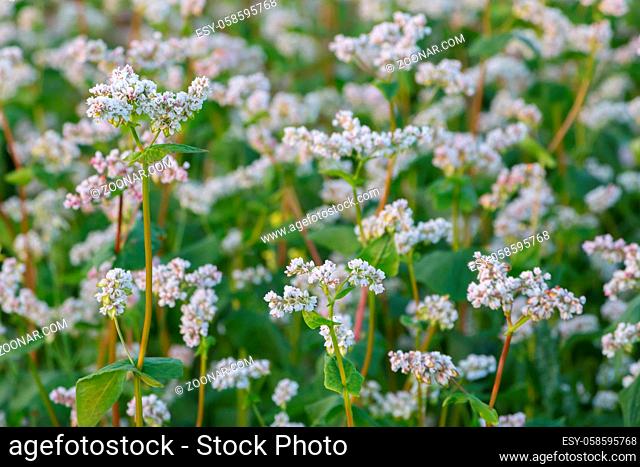 Landscape iwth closeup of blooming buckwheat field