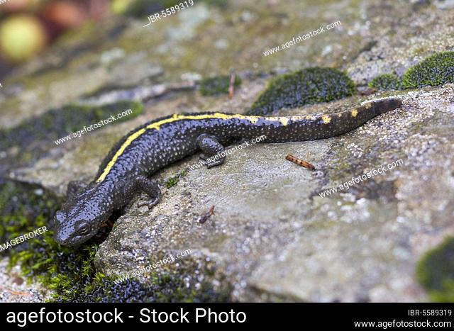 Pyrenean brook salamander (Euproctus asper) adult, on wet rock, Pyrenees, France, Europe