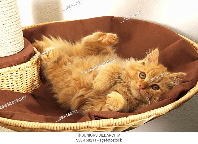 Domestic Cat. Red tabby kitten lying in wicker basket
