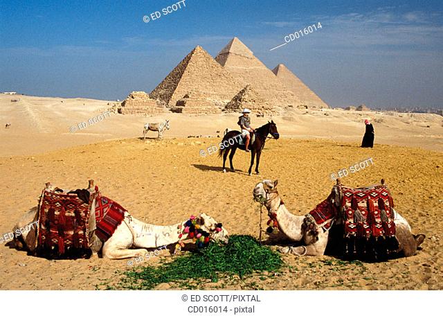 Pyramids and camels. Gizeh. Egypt