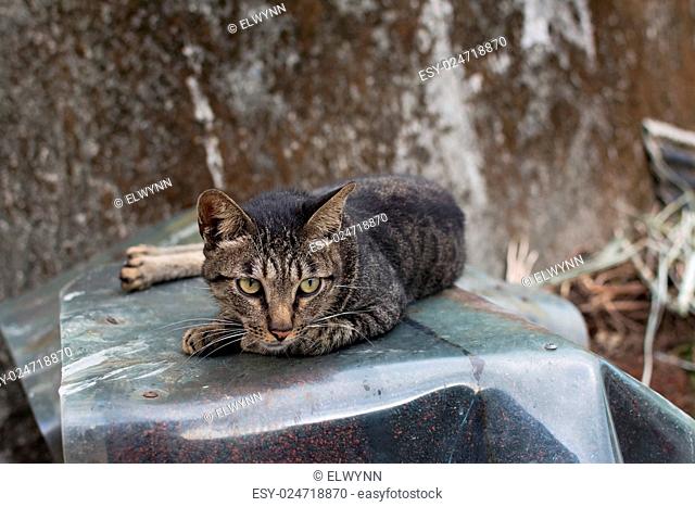 Tabby cat lying on the stone wall in the cat village of Houtong, Taiwan
