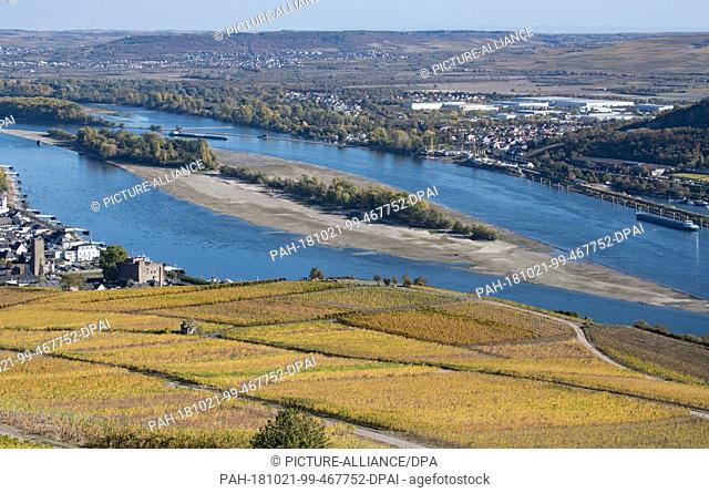 21 October 2018, Hessen, Ruedesheim: A sandbank hundreds of metres long has formed in the middle of the Rhine, while the leaves of the vines have turned...