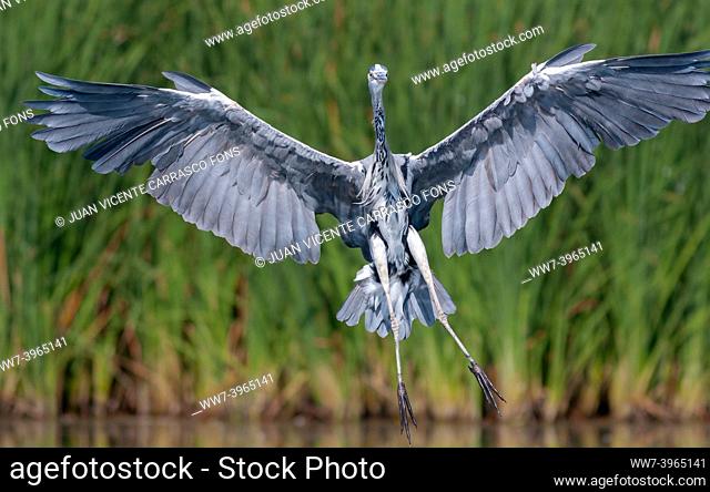 Grey heron, Ardea cinerea, landing