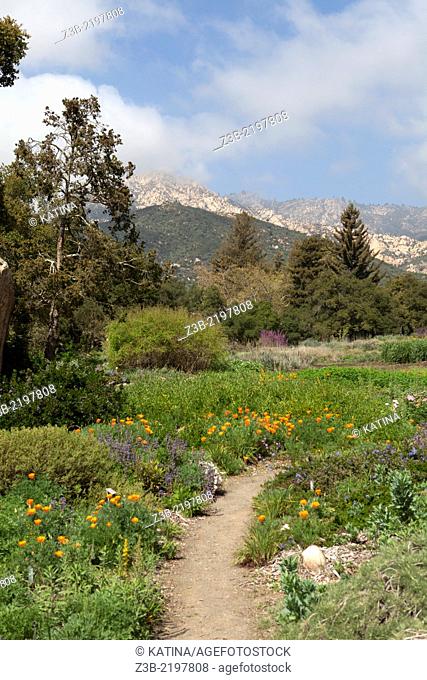 Flowers in bloom and view of mountains at the Santa Barbara Botanic Garden, Santa Barbara, CA, USA