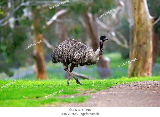 Emu, (Dromaius novaehollandiae), adult, South Australia, Australia