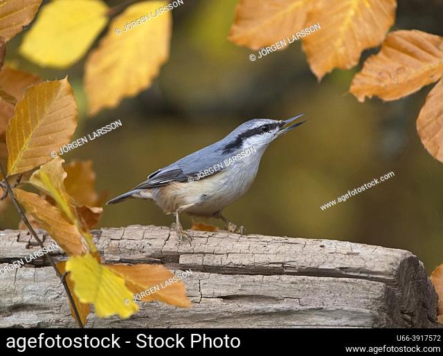 Nuthatch among autumn leaves Stockholm Sweden