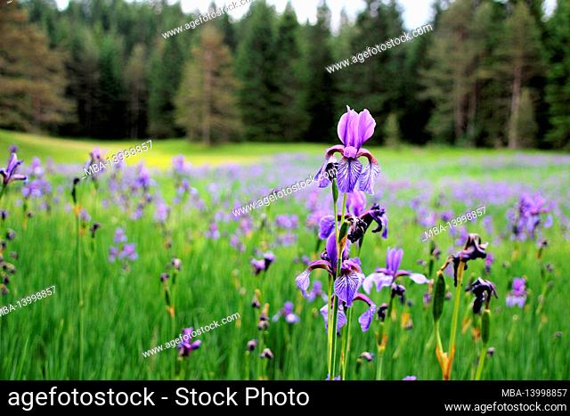siberian iris, iris sibirica, irises growing on the edge of a wet meadow, alpenwelt karwendel, mittenwald, germany, bavaria, upper bavaria