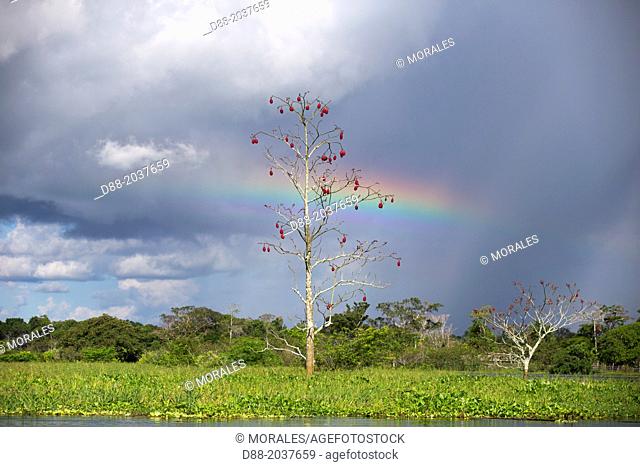 South America , Brazil, Amazonas state, Amazon river basin, Great Kapok Tree.( Ceiba pentandra )