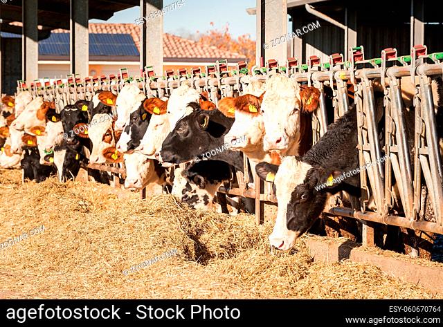 Many cows eating hay on feeding trough